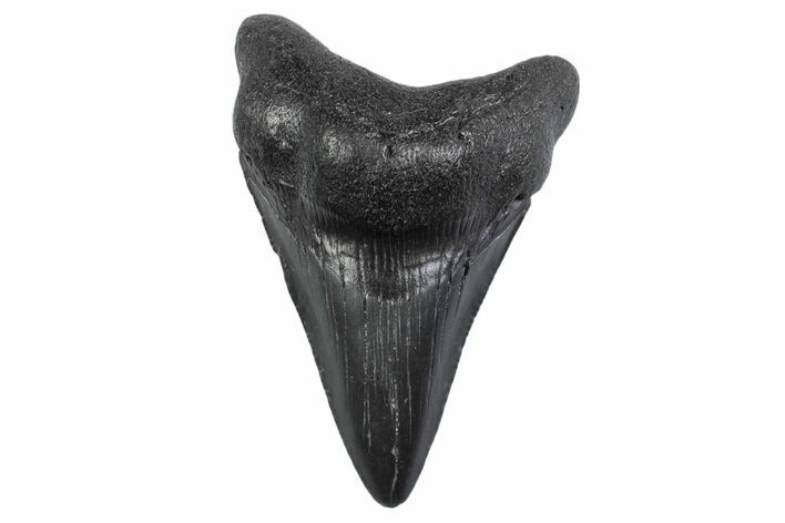 Serrated, Juvenile Megalodon Tooth - South Carolina #370433
